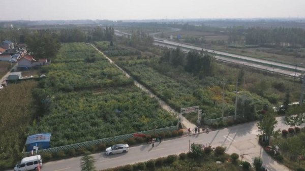 方圆之道 菏泽成武：借力晴好天气 冬桃拆袋增甜香满园